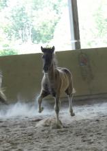 Reyr vom Scherzingerhof