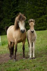 Skvísa frá Porkelshóli 2